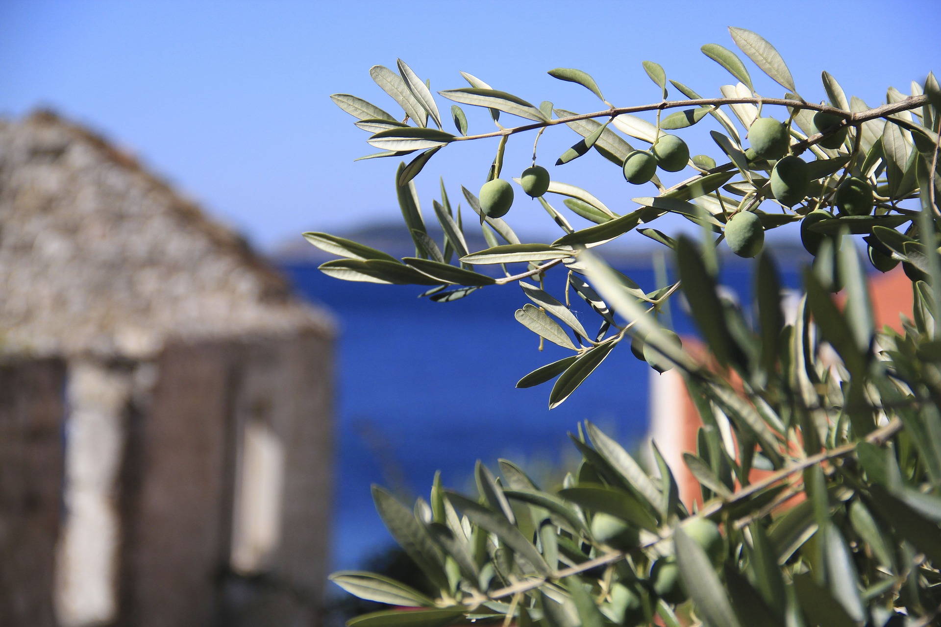 olives-1788247_1920jpg