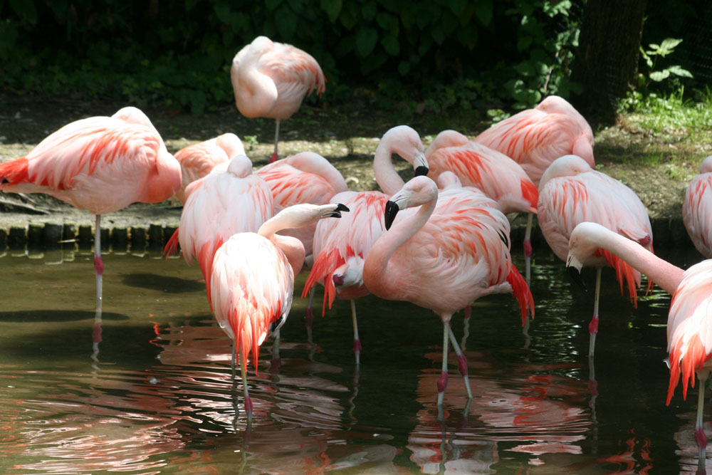 park-zoo-punta-verdejpg