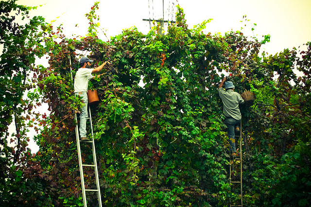 Vindima Feliciano Guimaraes www.flickr.com CC BY.jpg